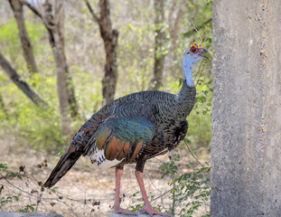 ocellated turkey (Meleagris ocellata) bird native to yucatan peninsula mexico (north american game animal) colorful wild avian pavo feathers traditional dish standing on rock wall in mayan ruin site