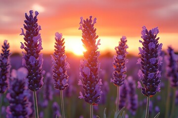Obraz premium Vibrant sunset over a field of lavender blossoms.