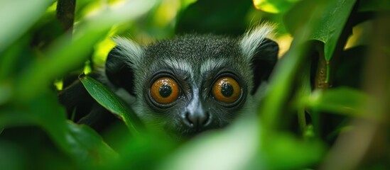 Obraz premium Curious lemur peeking from lush green foliage.
