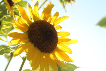 Obraz premium Yellow sunflower in bloom sunny close up