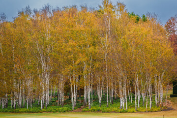 Fototapeta premium Mayfield Garden is a botanical garden located in Oberon, Central Plateau region of New South Wales, Australia. 