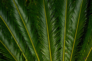Texture of tropical palm leaves. Pattern of palm leaves. Palm background. Green leaves wallpaper. Exotic jungle foliage. Green leaves tropical greenery. Green pattern. Green palm background. © Volodymyr
