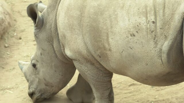 Young Rhinoceros