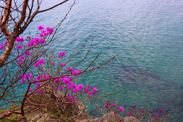 Spring flowers. Blooming trees. Spring floral background.