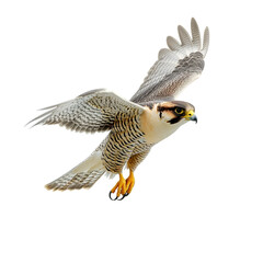 Common kestrel (Falco tinnunculus) in flight isolated on a white background. Ai Generated Images