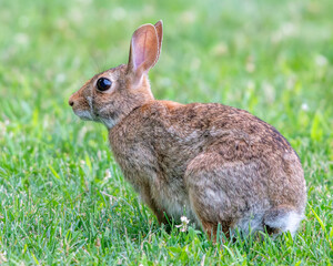 Eastern Cottontail Rabbit sitting in the grass