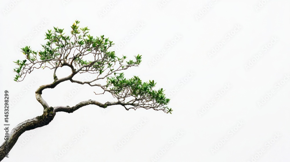 Poster small bonsai-style tree with sparse branches on white background.
