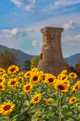 Cheomseongdae with sunflowers in full bloom in Gyeongju, Korea