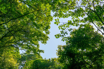 Obraz premium 新緑の木々を見上げる