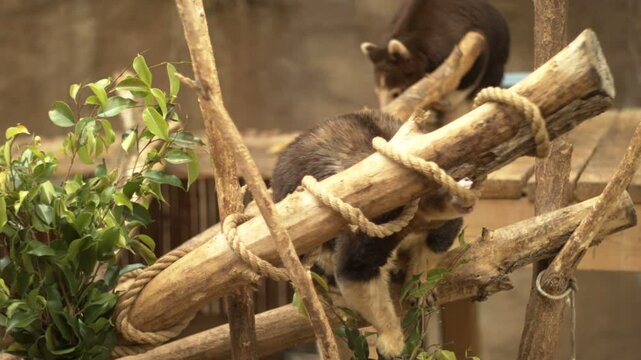 Tree Kangaroo Eating