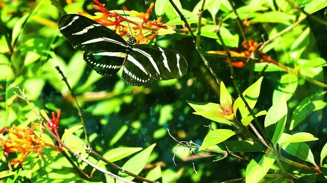 Butterfly - Zebra Longwing