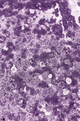 Nature botanical background, covered with mosses and lichens stone, violet white plant spots, macro trend top view toned photo. Natural close up texture mossy surface. Environment textured