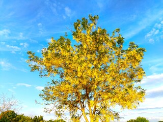 Golden shower tree with blue sky, outdoor  Chiangmai Thailand.