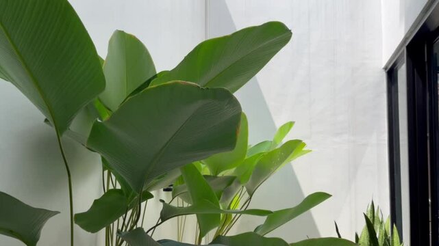 Lush Green Indoor Plants in a Modern Setting