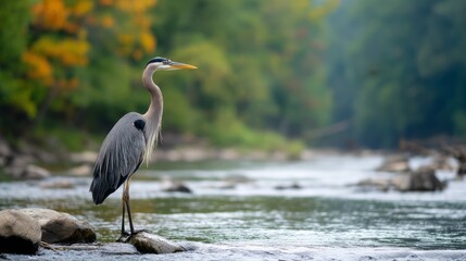 a great blue heron stands patiently on the river bank.
