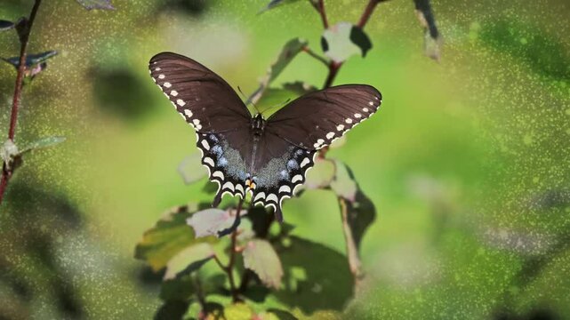 Butterfly - Spicebush Swallowtail