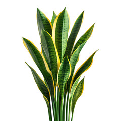 A Lush Snake Plant with Tall Upright Leaves Isolated on Transparent Background