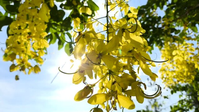 Golden shower tree with sun ray, outdoor  Chiangmai Thailand.