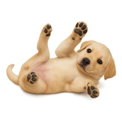 Playful Labrador Puppy