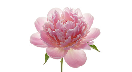 Obraz premium Soft Pink Peony with Light Petals