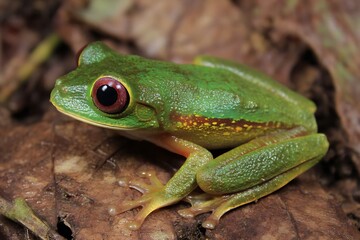 Obraz premium Red eyed frog costa rica stream view 