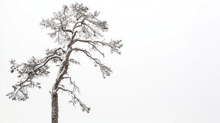 Fototapeta premium Tall dead pine with scattered branches on white background.