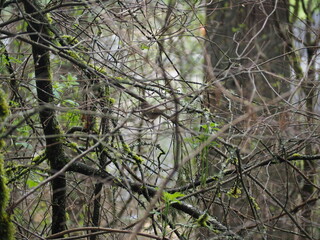 Bird in the Forest