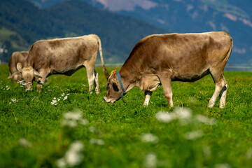 Cow grazing in a nature. Cow in the meadow. Livestock grazing in the green field. Farm life with cattle and calves. Cow in a rural landscape. Ranch with grazing bovine. Dairy cow on field.