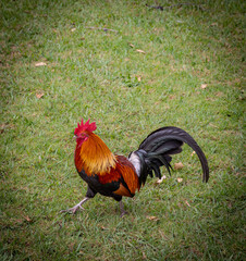 Kauai Rooster Struting