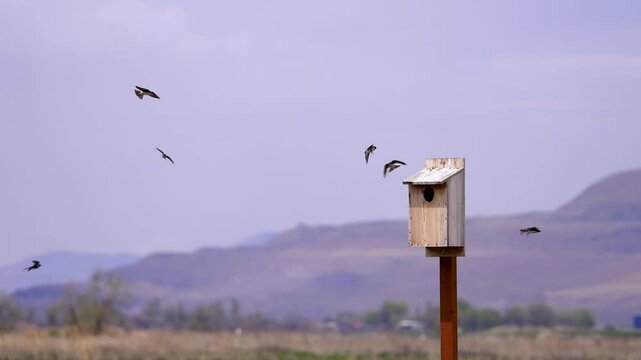 Swallows flying around a nesting box in slow motion at Bear River migratory bird refuge in Utah.