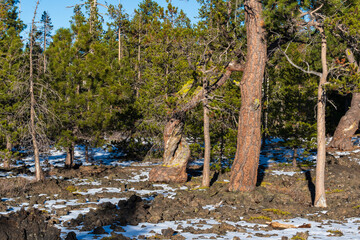 Newberry National Volcanic Monument's Lava Cast Forest Trail sits under a dusting of snow on a...
