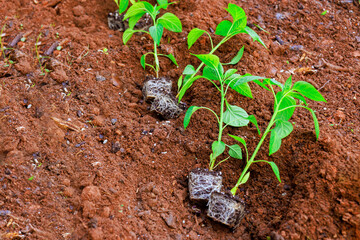 Vegetable pepper seedlings are carefully placed in freshly turned soil during spring season at home backyard garden