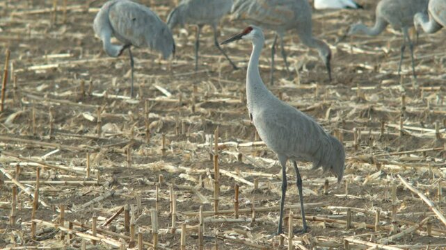 Sandhill Crane Standing in a Field