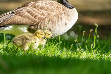 McLaren Falls wildlife golden soft baby Canada geese