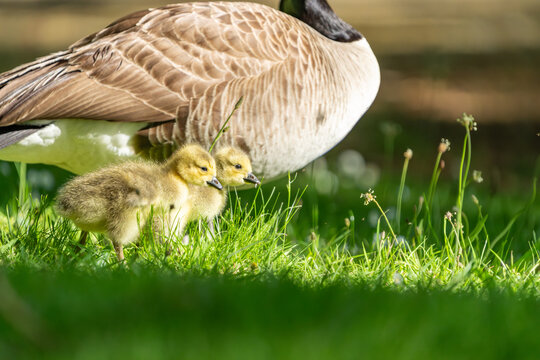 McLaren Falls wildlife golden soft baby Canada geese