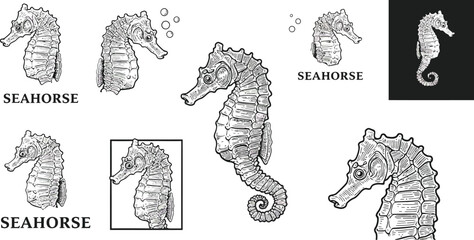 Fototapeta premium Seahorse marine animal detailed vector illustration with monochrome style and text design for ocean life education and decoration 