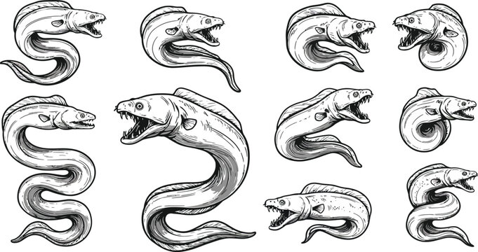 Moray eel various poses detailed sketch style marine animal illustration for educational use 