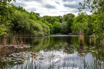 The Wake Valley Pond at Epping forest near London, UK.