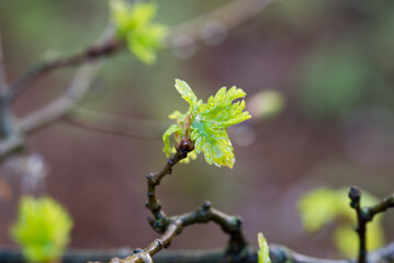 pedunculate oak,.Quercus robur small green leaves closeup selective focus