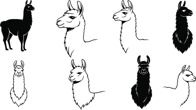 Llama head illustrations in black and white detailed line art style for animal and nature themed vector designs 