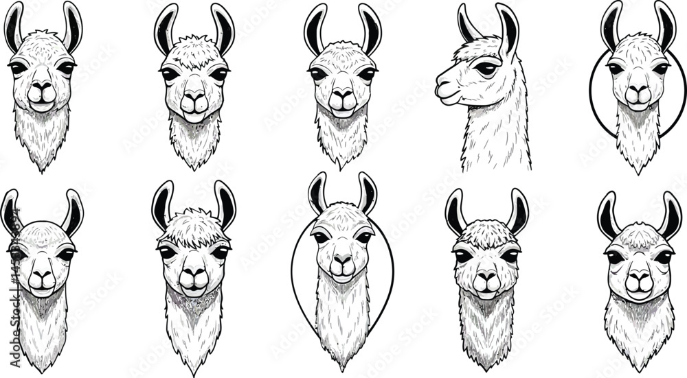 Aufkleber llama face sketches set with various angles and expressions in black and white detailed line art vec