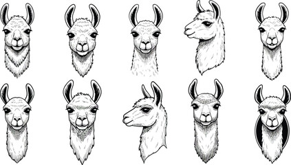 Llama head illustrations set with varied expressions and horn styles in black and white vector design 