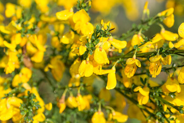 common broom, .Cytisus scoparius yellow flowers closeup selective focus