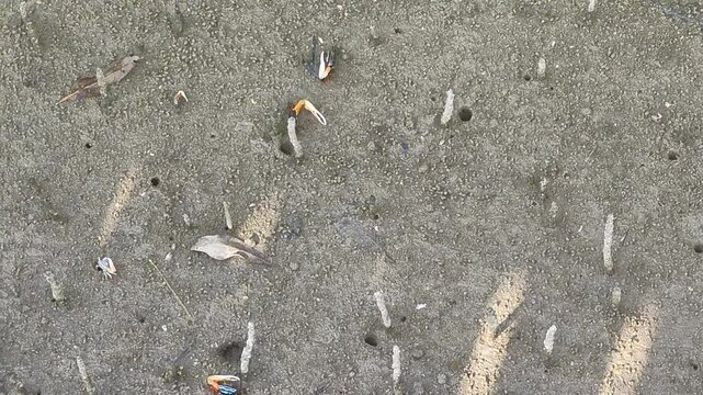 Fiddler Crabs on Mudflat with Burrows and Mangrove Debris