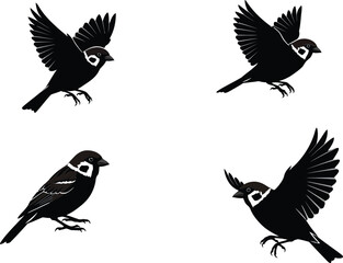 Obraz premium Sparrow bird detailed black and white sketch illustration set with flying and perched poses vector image 