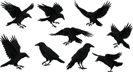 Obraz premium Crow bird silhouettes in various flying and standing poses natural black vector illustrations 