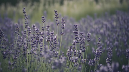 A field of lavender in bloom, with a serene and peaceful atmosphere.