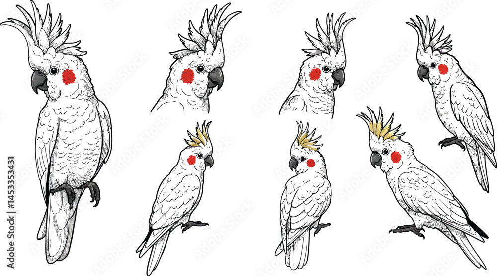 Poster cockatoo bird illustrations with red cheek patches in various poses and angles detailed vector art