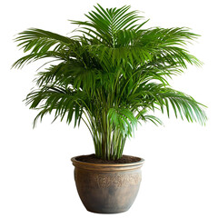 A Lush Palm Tree in a Decorative Pot Isolated on Transparent Background