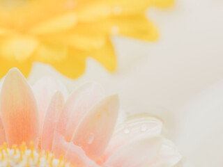 水に浮かべたガーベラの花のアップ39